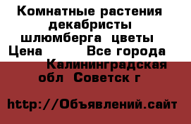 Комнатные растения, декабристы (шлюмберга) цветы › Цена ­ 300 - Все города  »    . Калининградская обл.,Советск г.